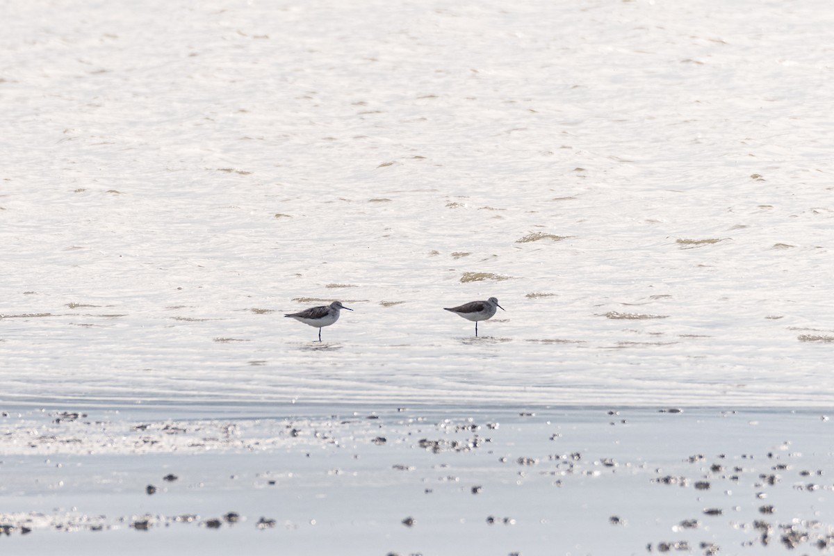 Archibebe Claro - ML646760172