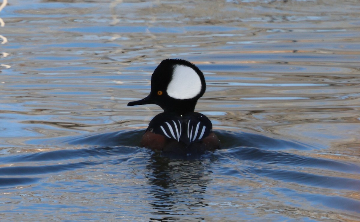 Hooded Merganser - ML646760173