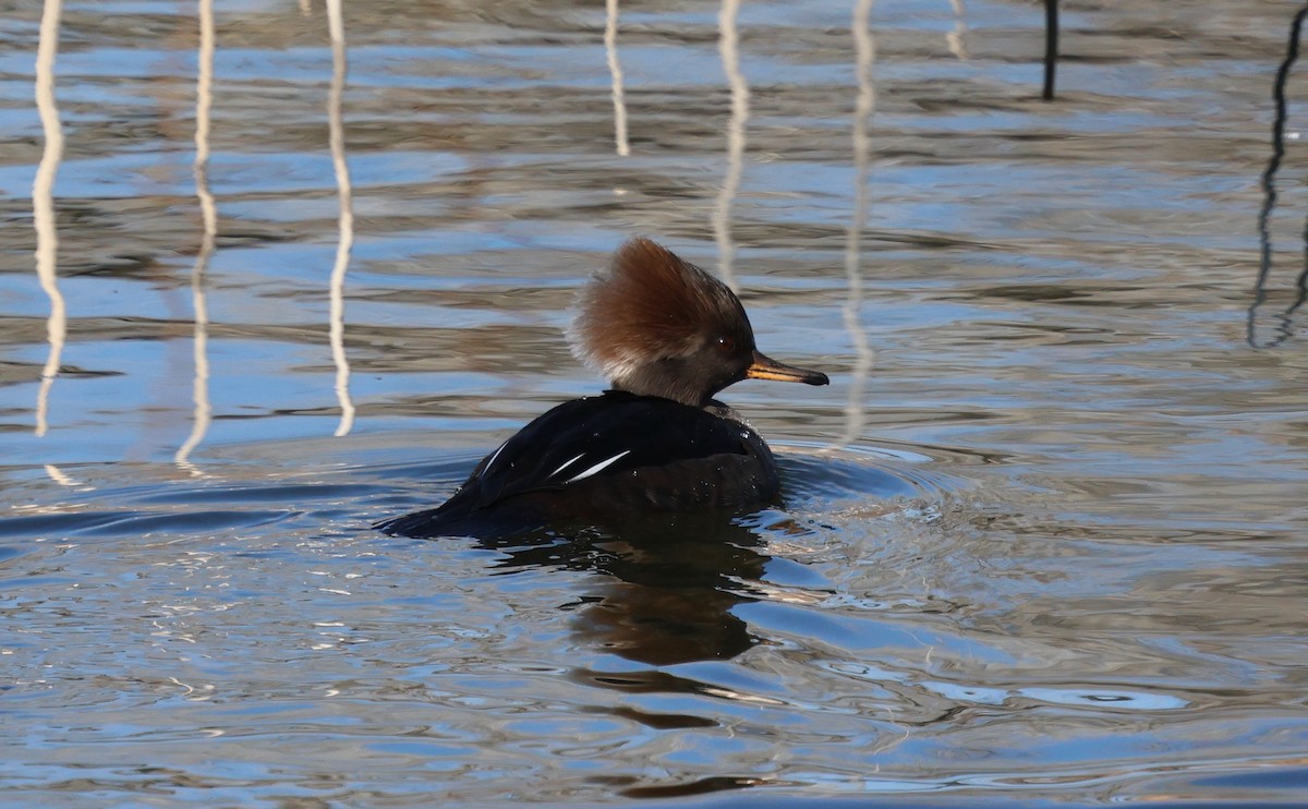 Zerra buruhandia - ML646760174