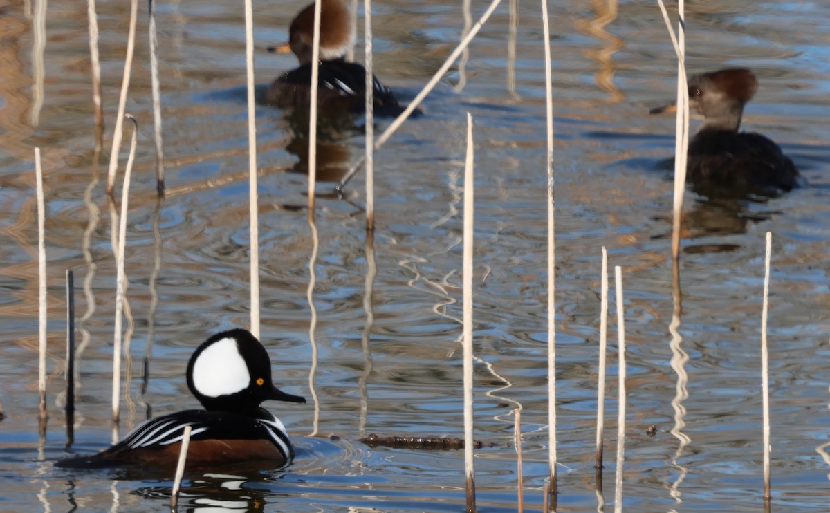 Zerra buruhandia - ML646760175