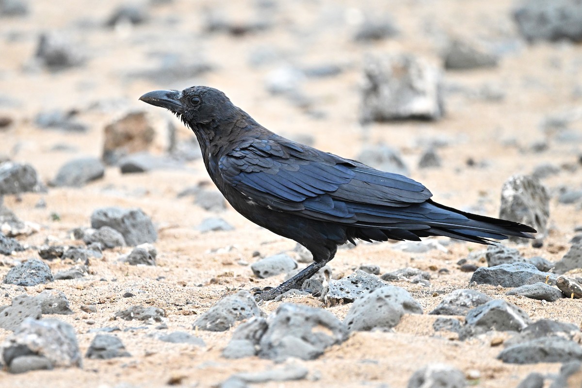 Somali Crow - ML646760176