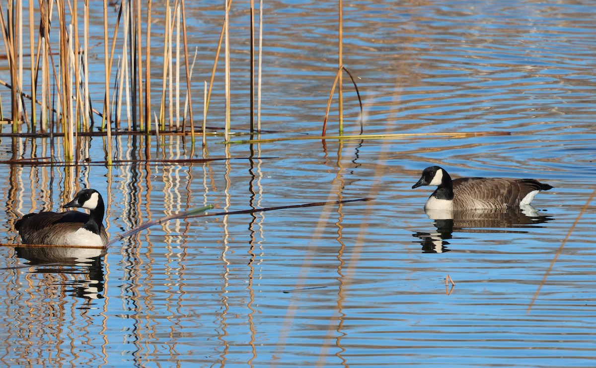 Branta kanadar handia - ML646760177