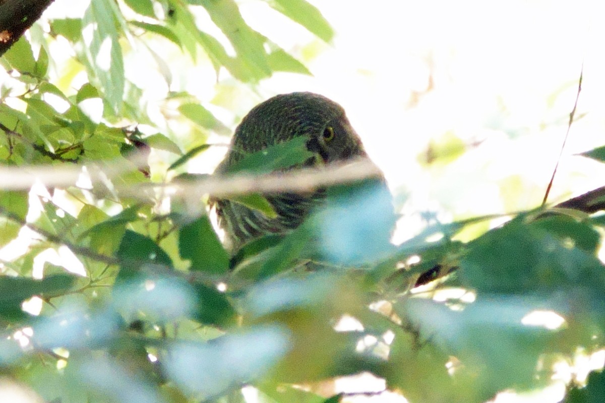 Asian Barred Owlet - ML646760179