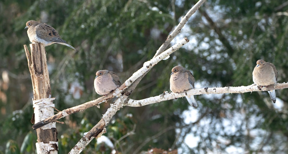 Zenaida arrunta - ML646760180