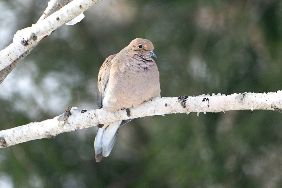 Zenaida arrunta - ML646760181