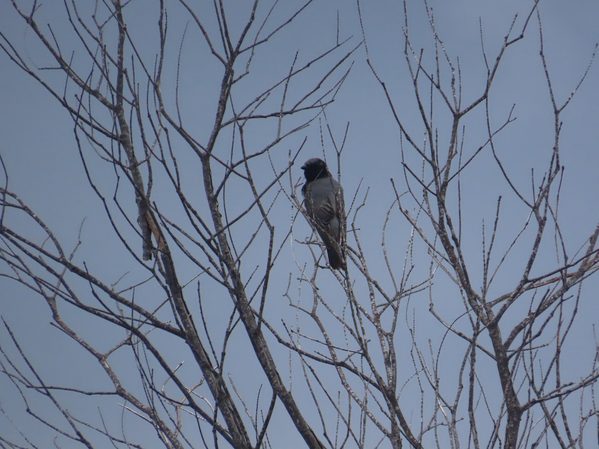 Black-faced Cuckooshrike - ML646760182