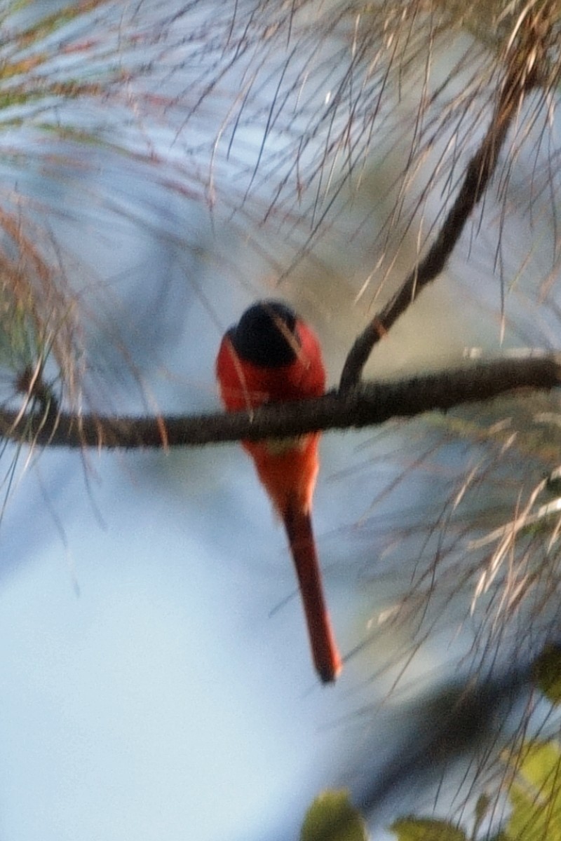 Long-tailed Minivet - ML646760183