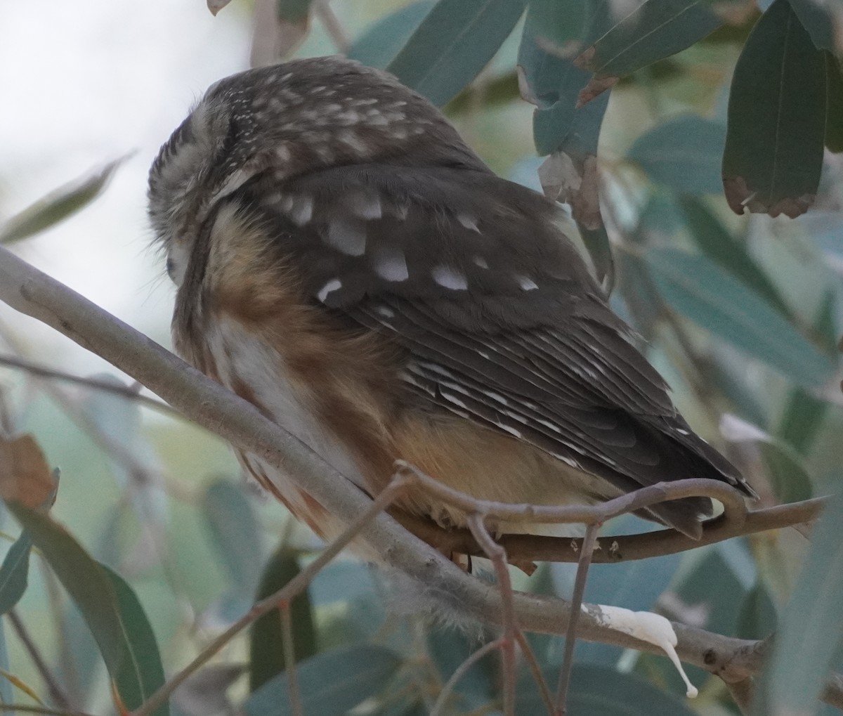 アメリカキンメフクロウ - ML646760184