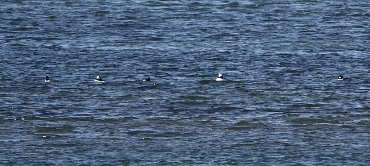 Murgilari buruzuria - ML646760186