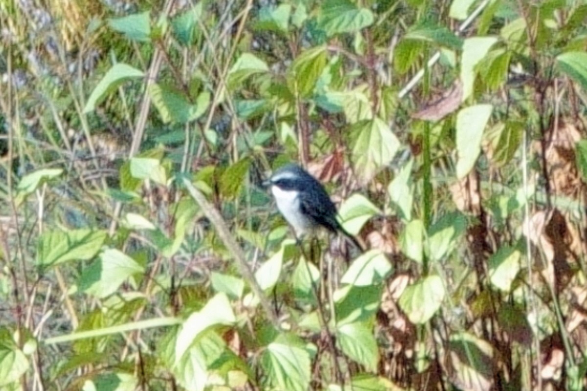 Pitxartxar grisa - ML646760187