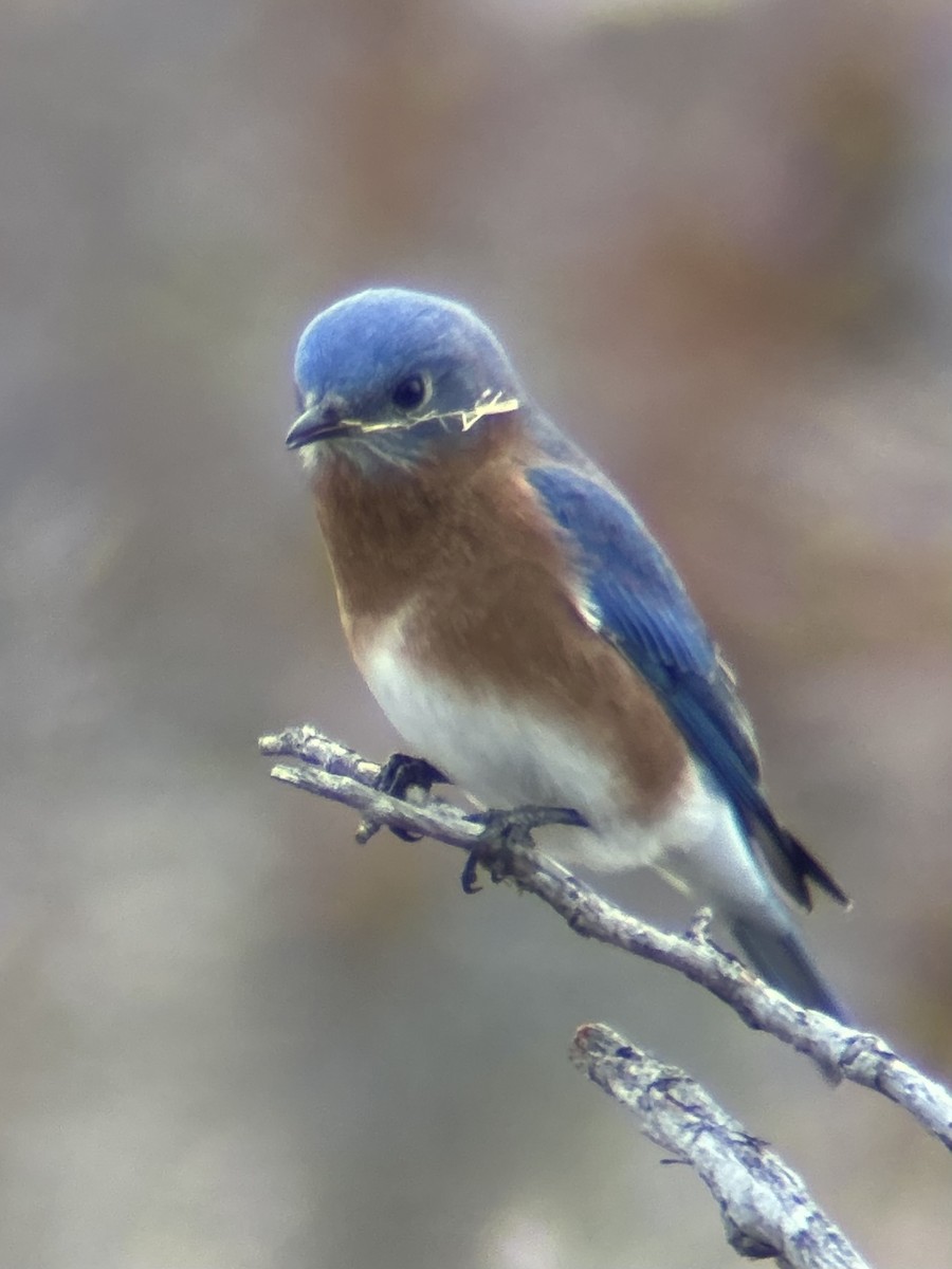 Eastern Bluebird - ML646760190