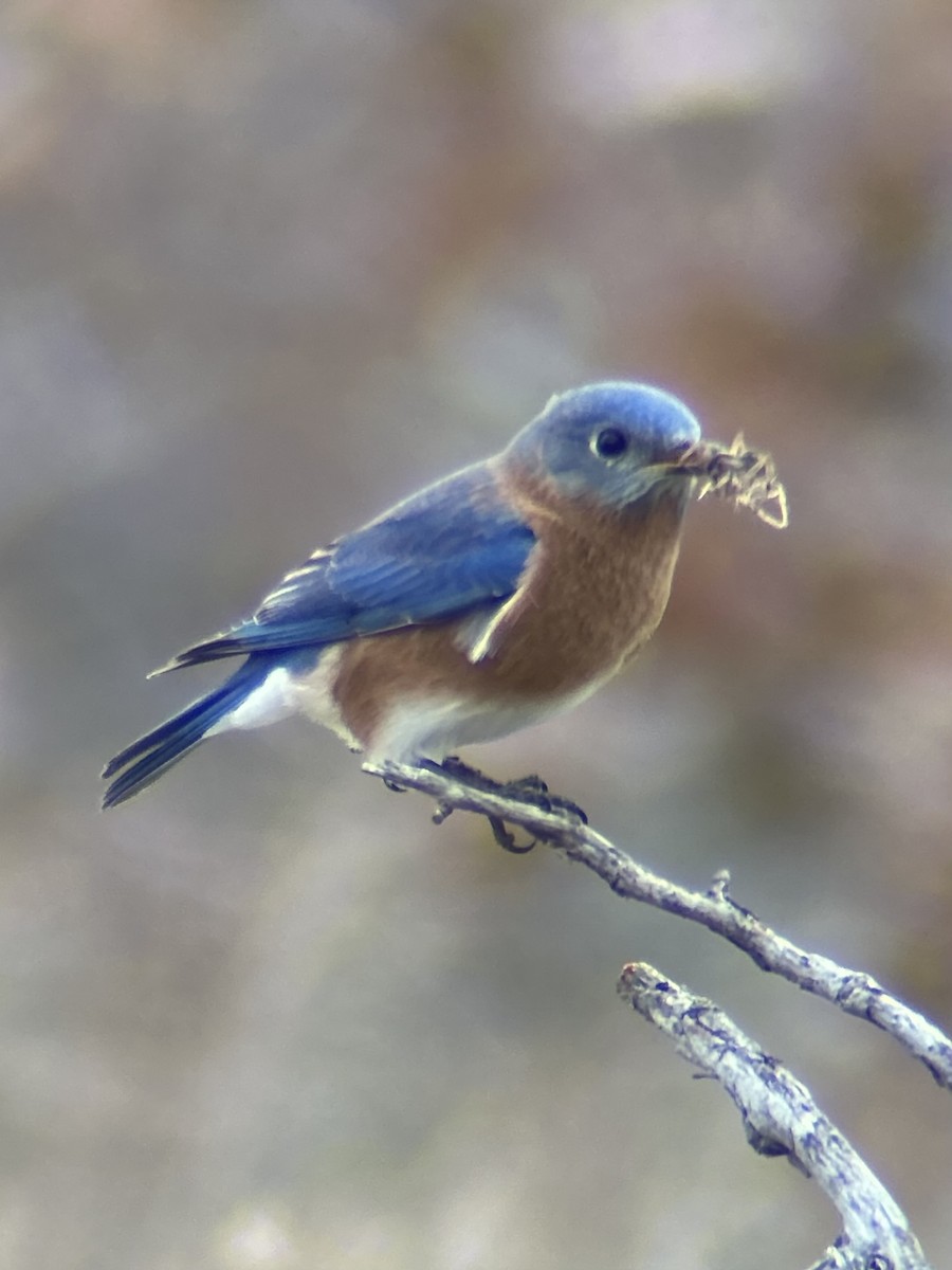 Eastern Bluebird - ML646760191