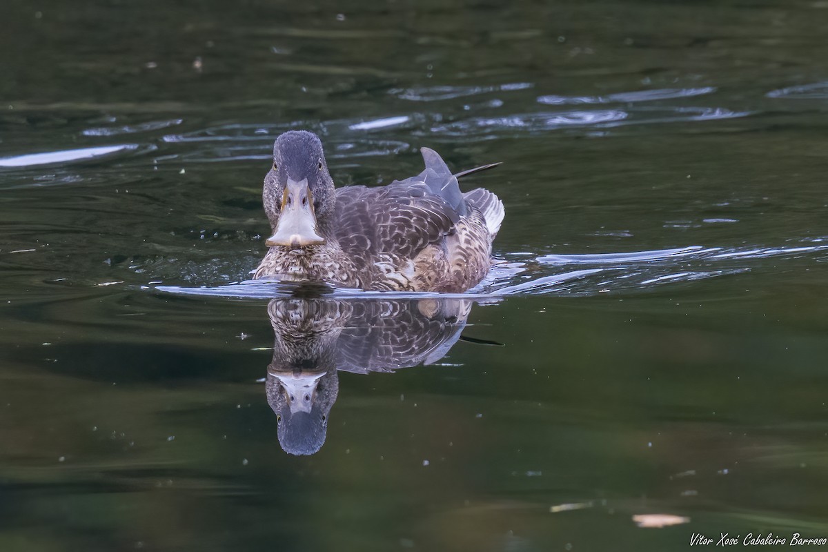 Ahate mokozabal zuria - ML646760194