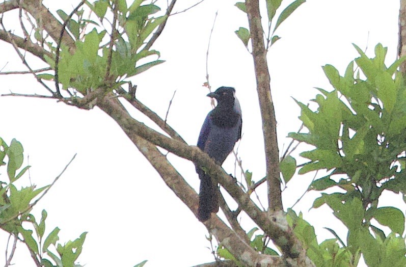 Greater Ani - ML646760195