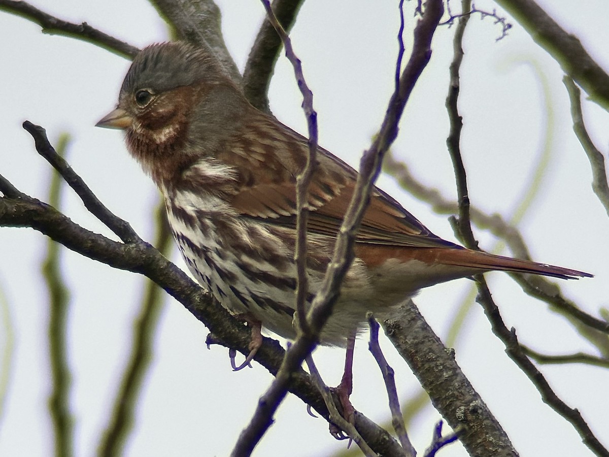 Fox Sparrow - ML646760199