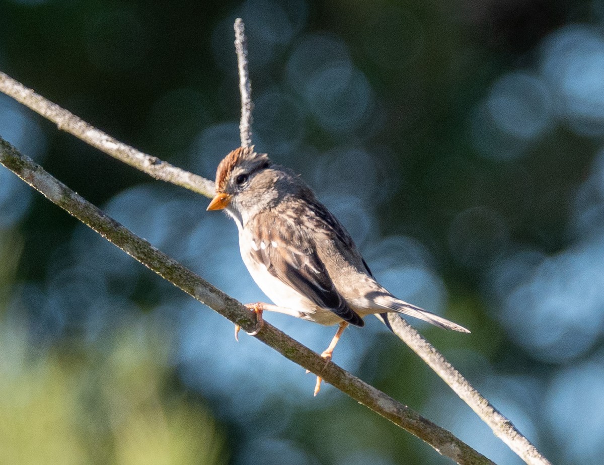 White-crowned Sparrow - ML646760200