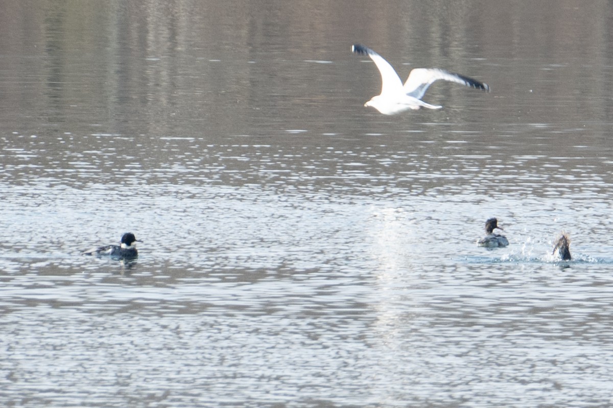 Zerra ertaina - ML646760201