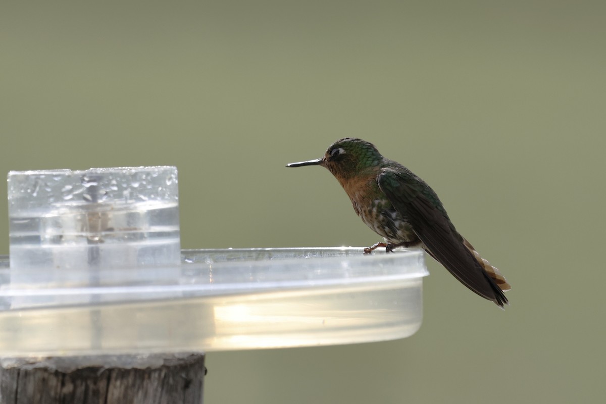 Tyrian Metaltail - ML646760202