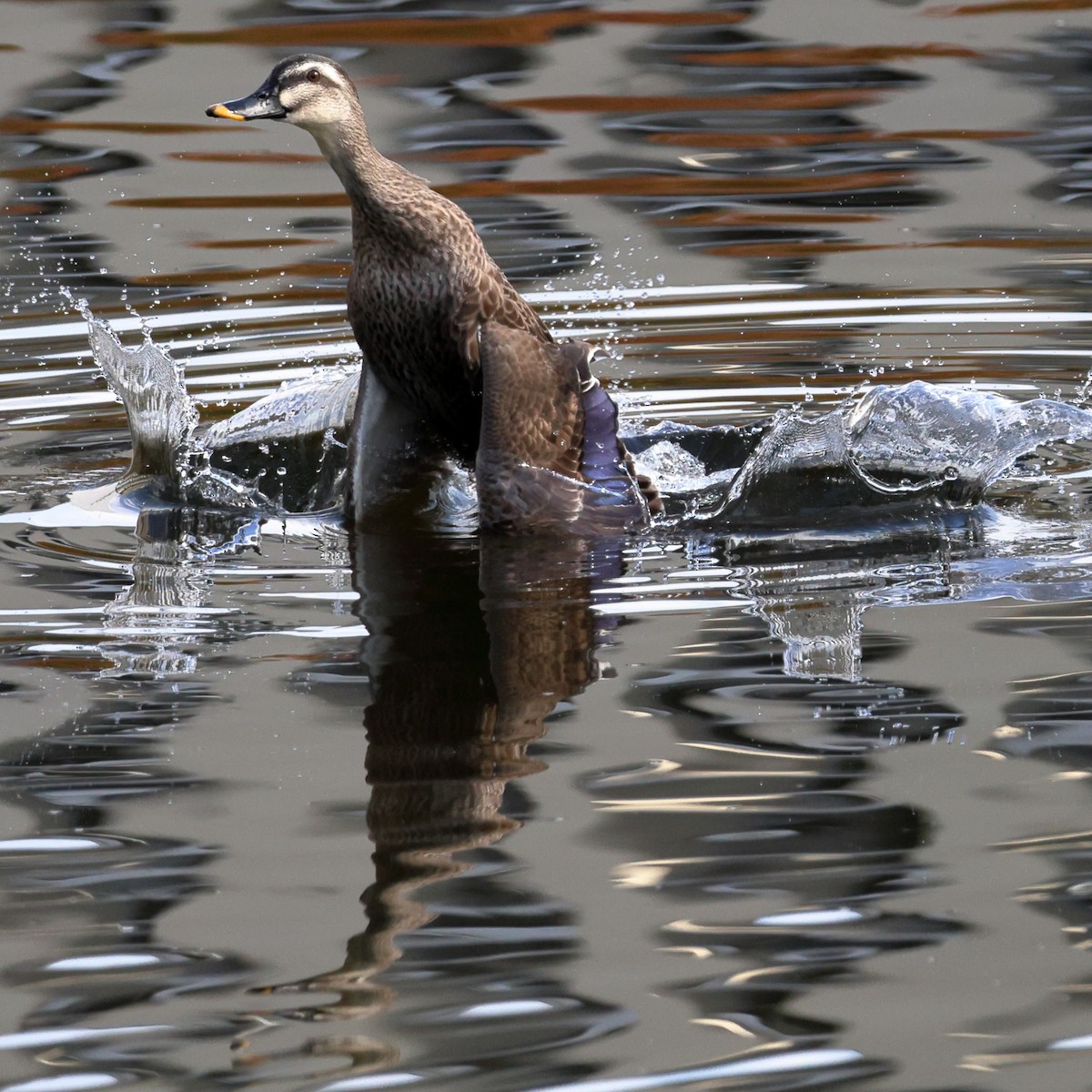 Ahate mokopikart txinatarra - ML646760203