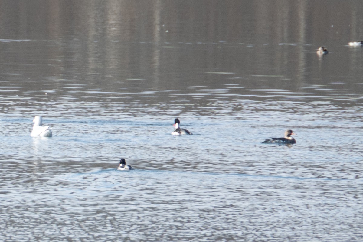 Zerra ertaina - ML646760204