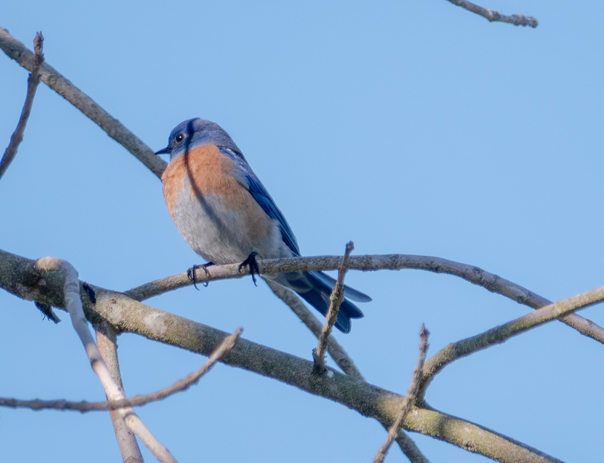 Western Bluebird - ML646760206