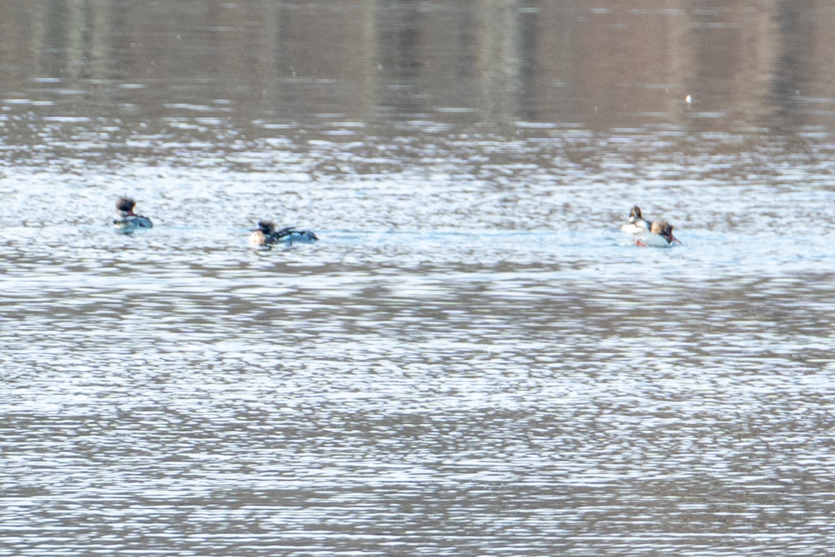 Serreta Mediana - ML646760207