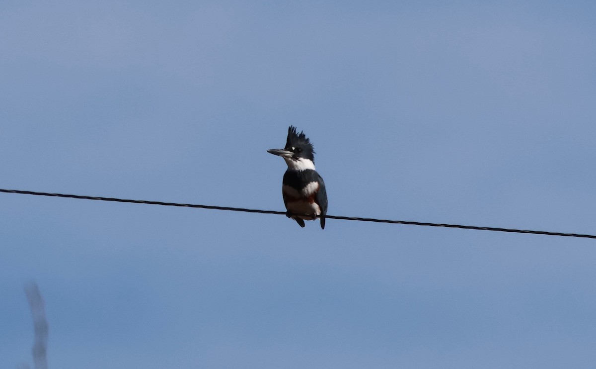 Belted Kingfisher - ML646760210