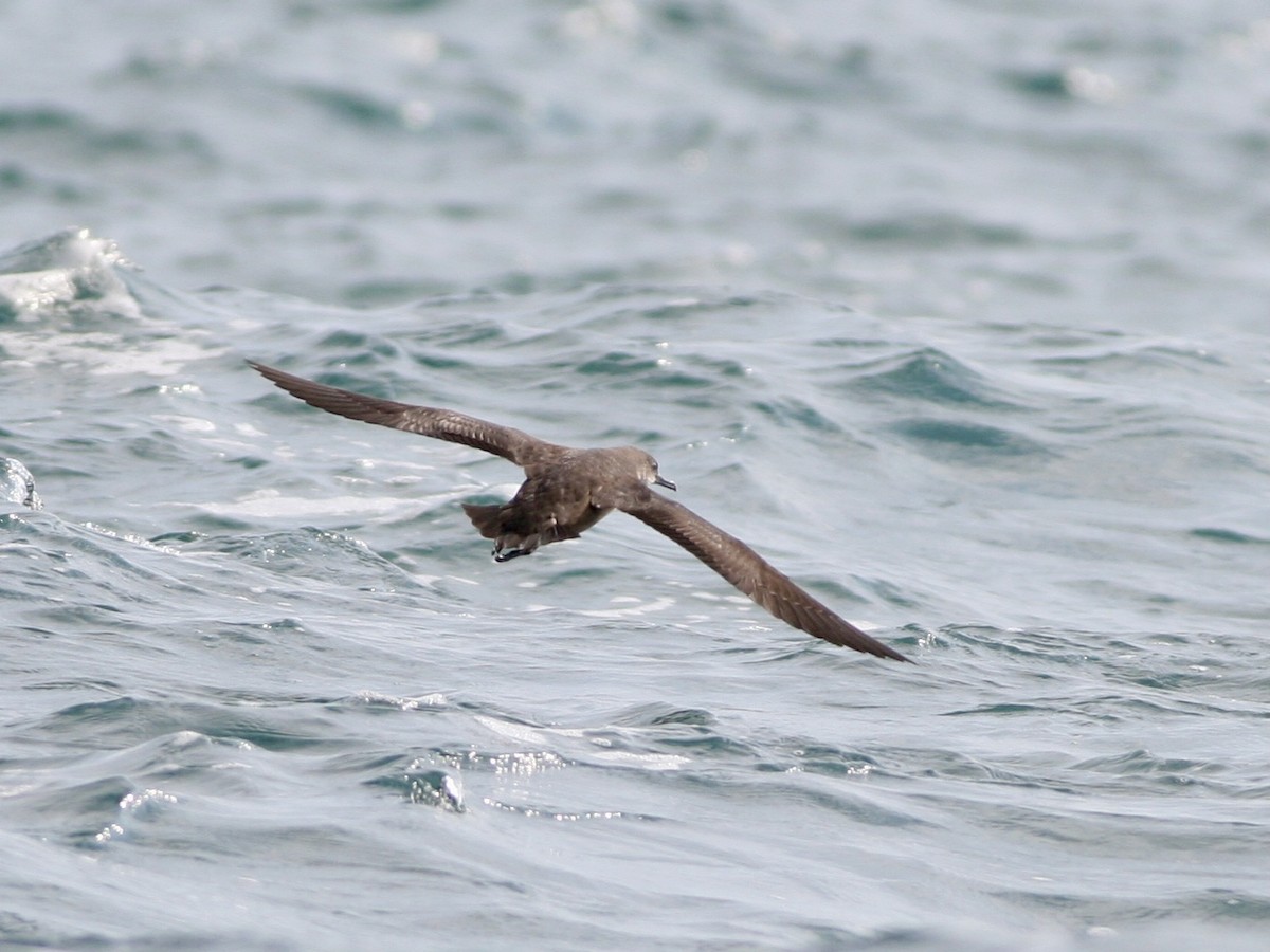 Gabai balearra - ML646760211