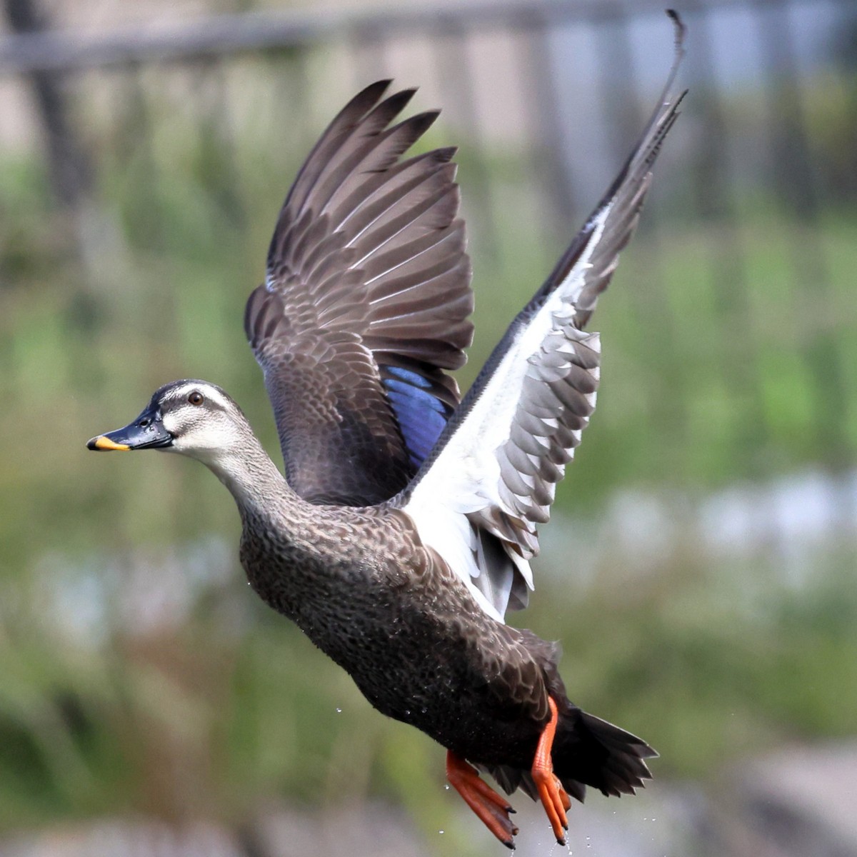 Eastern Spot-billed Duck - ML646760214