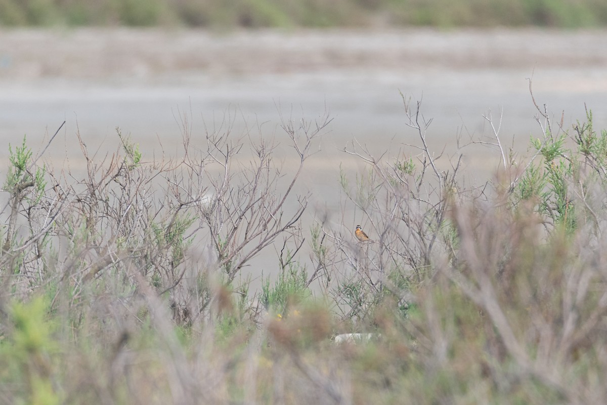 Tarabilla Norteña - ML646760216