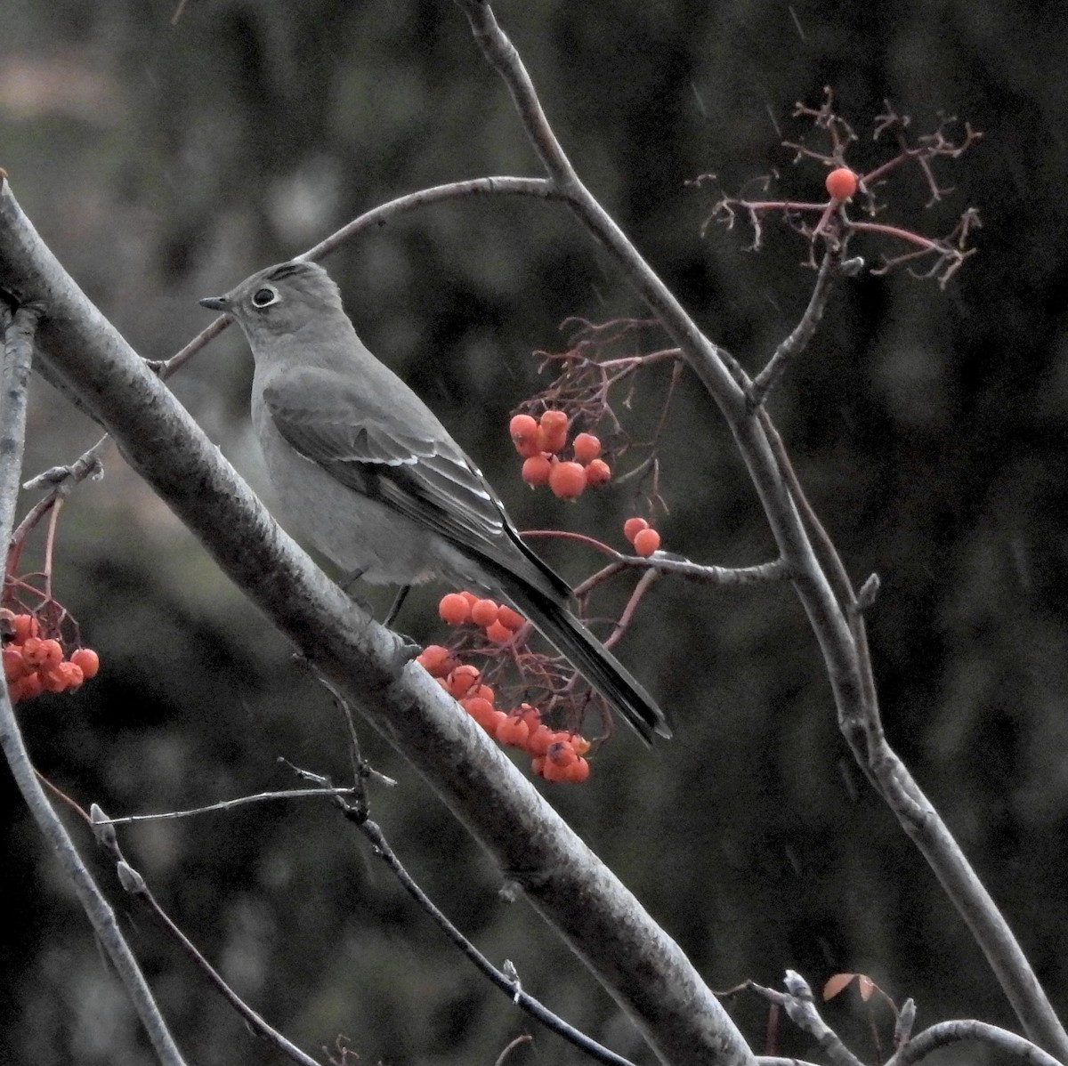 Solitario Norteño - ML646760217