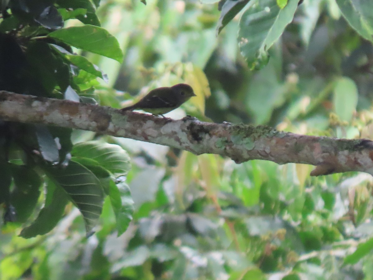 Piprites Verde - ML646760218