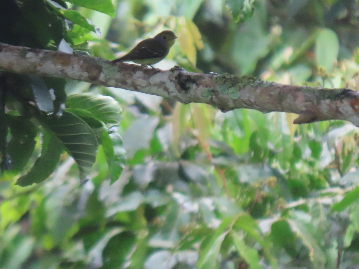 Piprites Verde - ML646760219