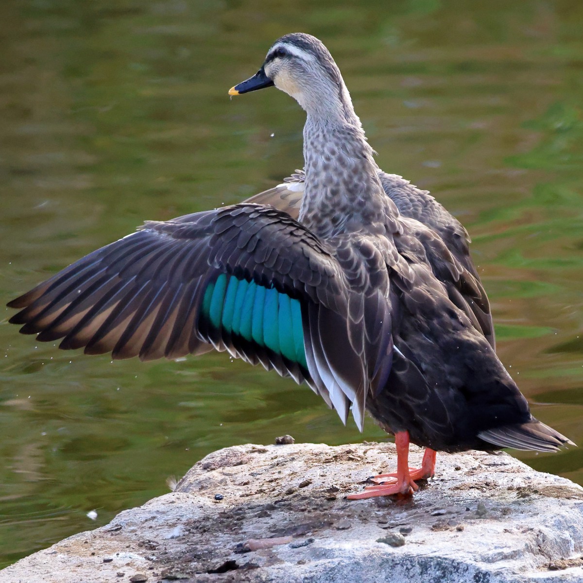 Eastern Spot-billed Duck - ML646760221