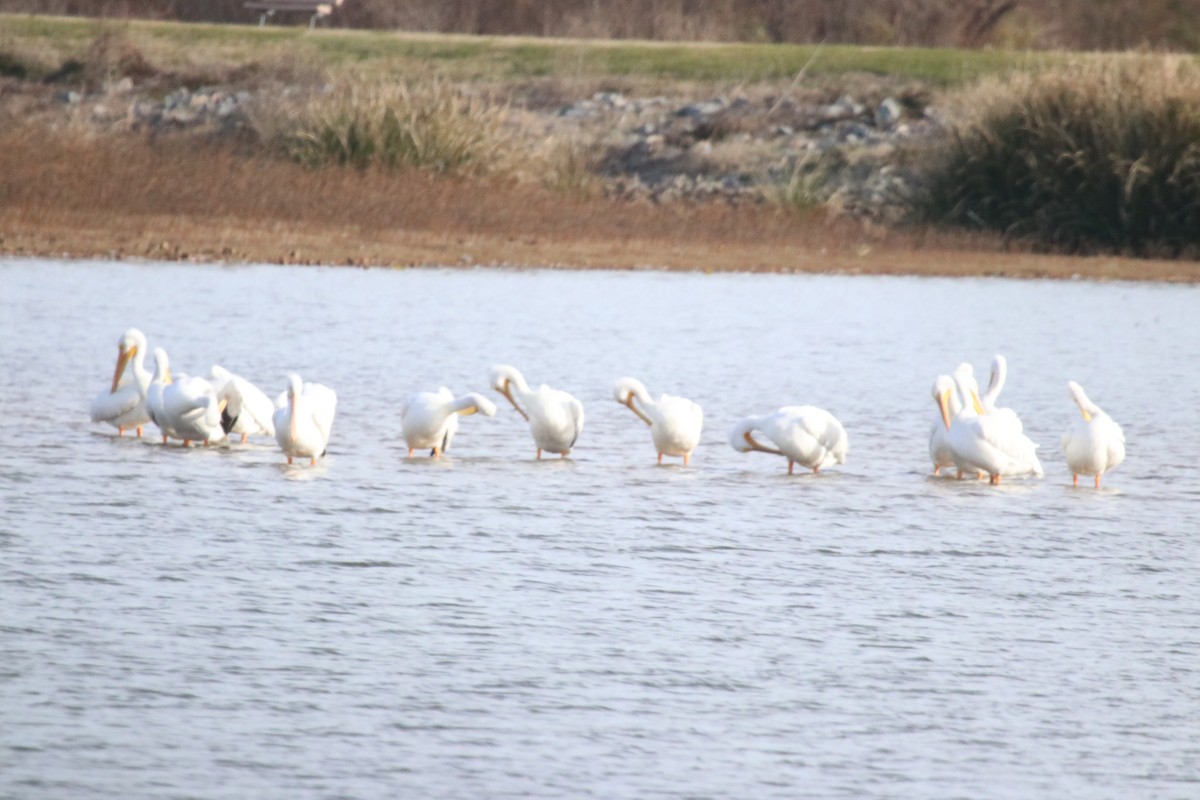 American White Pelican - ML646760223