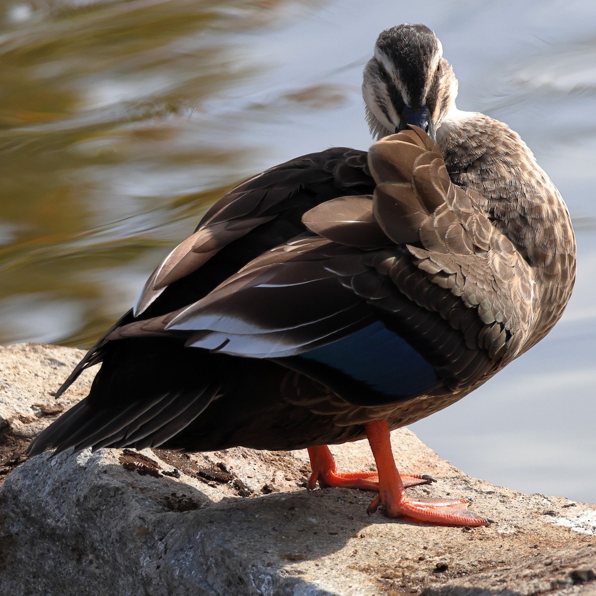Eastern Spot-billed Duck - ML646760224