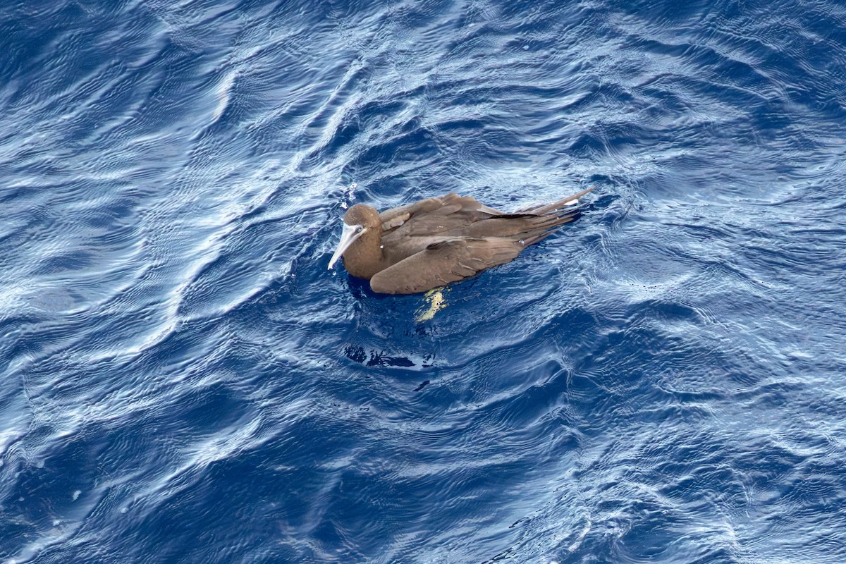 terej žlutonohý - ML646760225