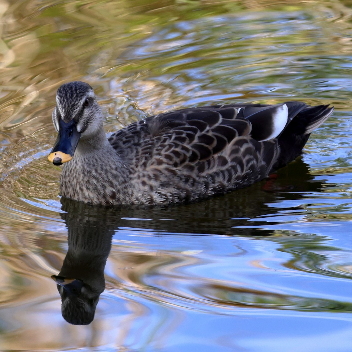 Eastern Spot-billed Duck - ML646760226