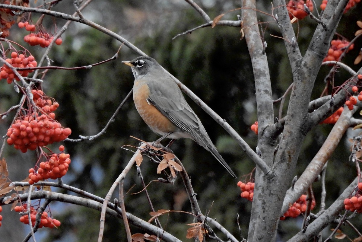 Zorzal Americano - ML646760227