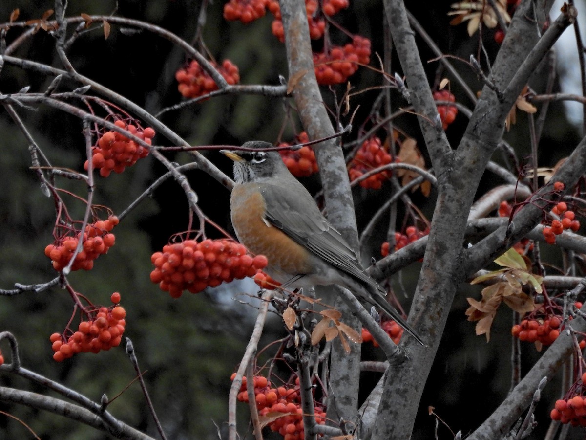 Zorzal Americano - ML646760228