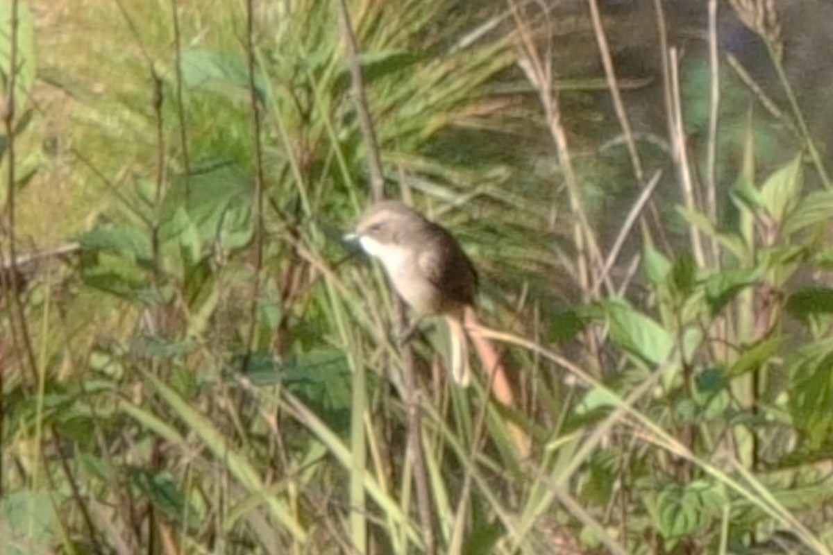 Gray Bushchat - ML646760229