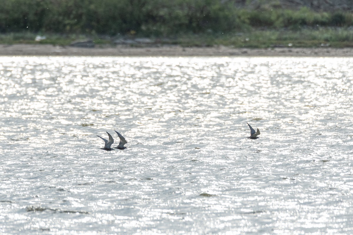 Fumarel Cariblanco - ML646760230