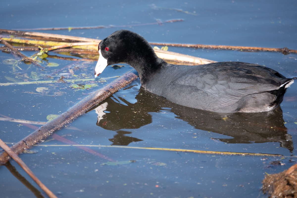 American Coot - ML646760232