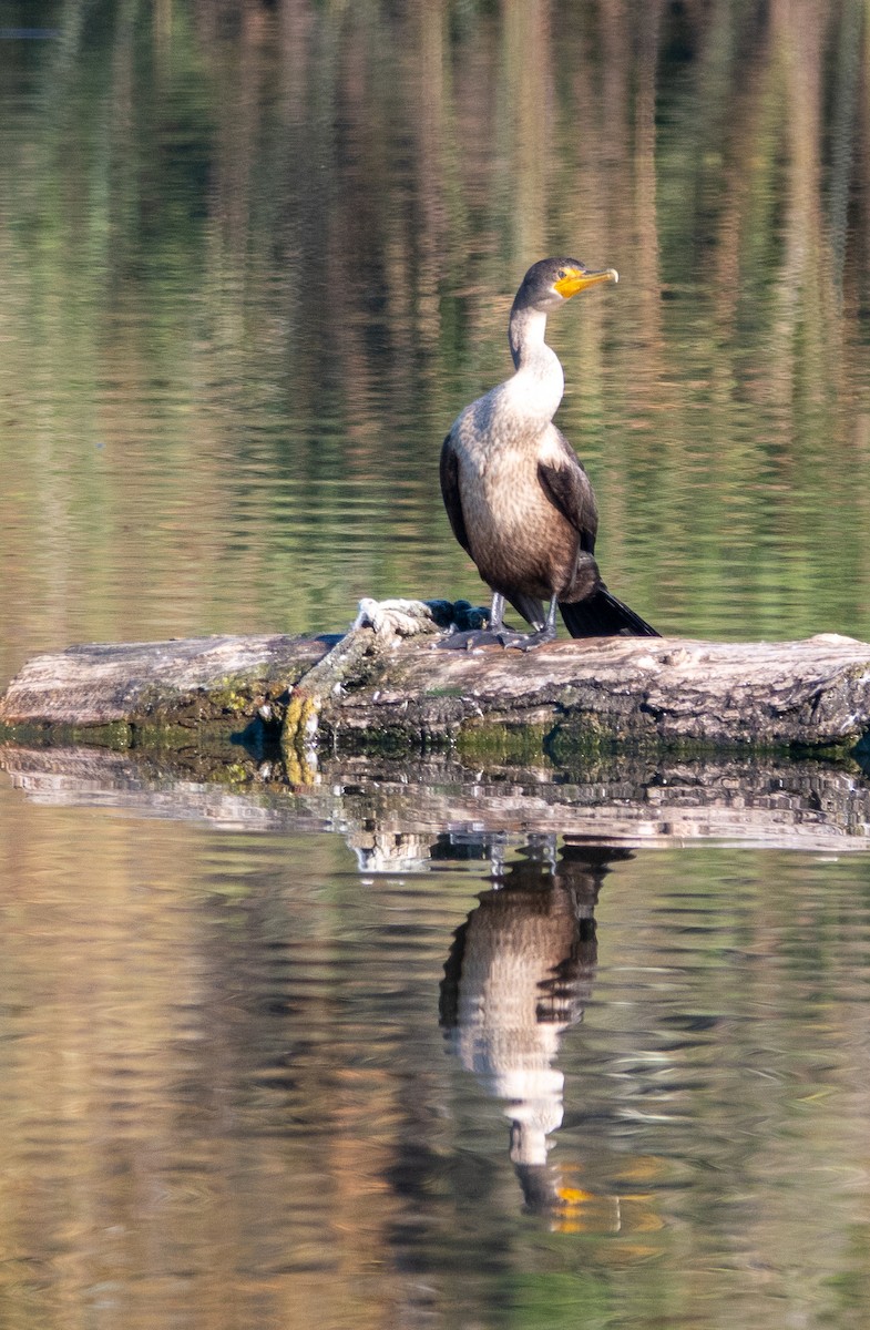 totoppskarv - ML646760237