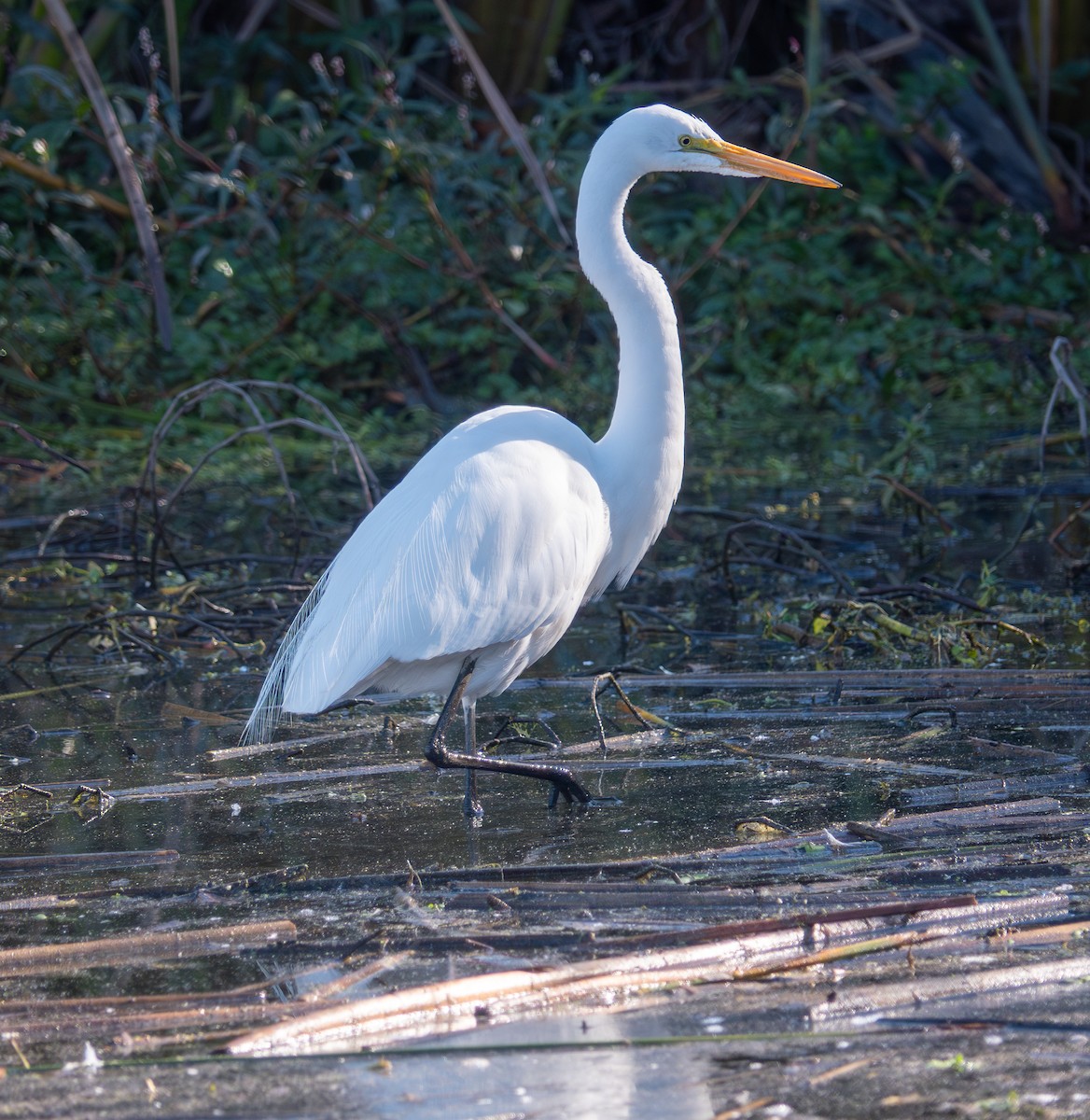 Great Egret - ML646760238