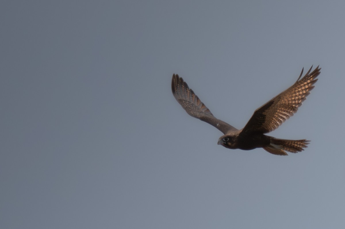 チャイロハヤブサ - ML646760240