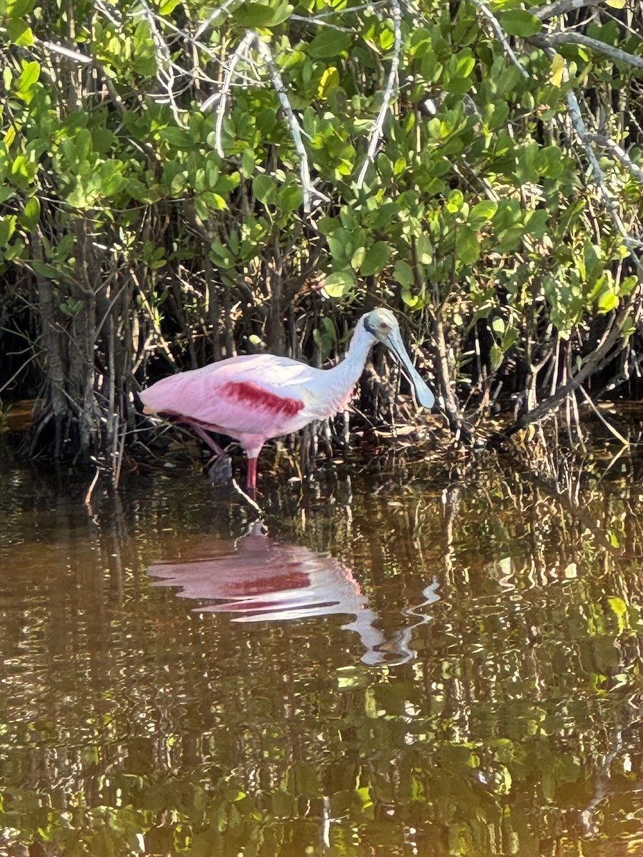 Roseate Spoonbill - ML646760241