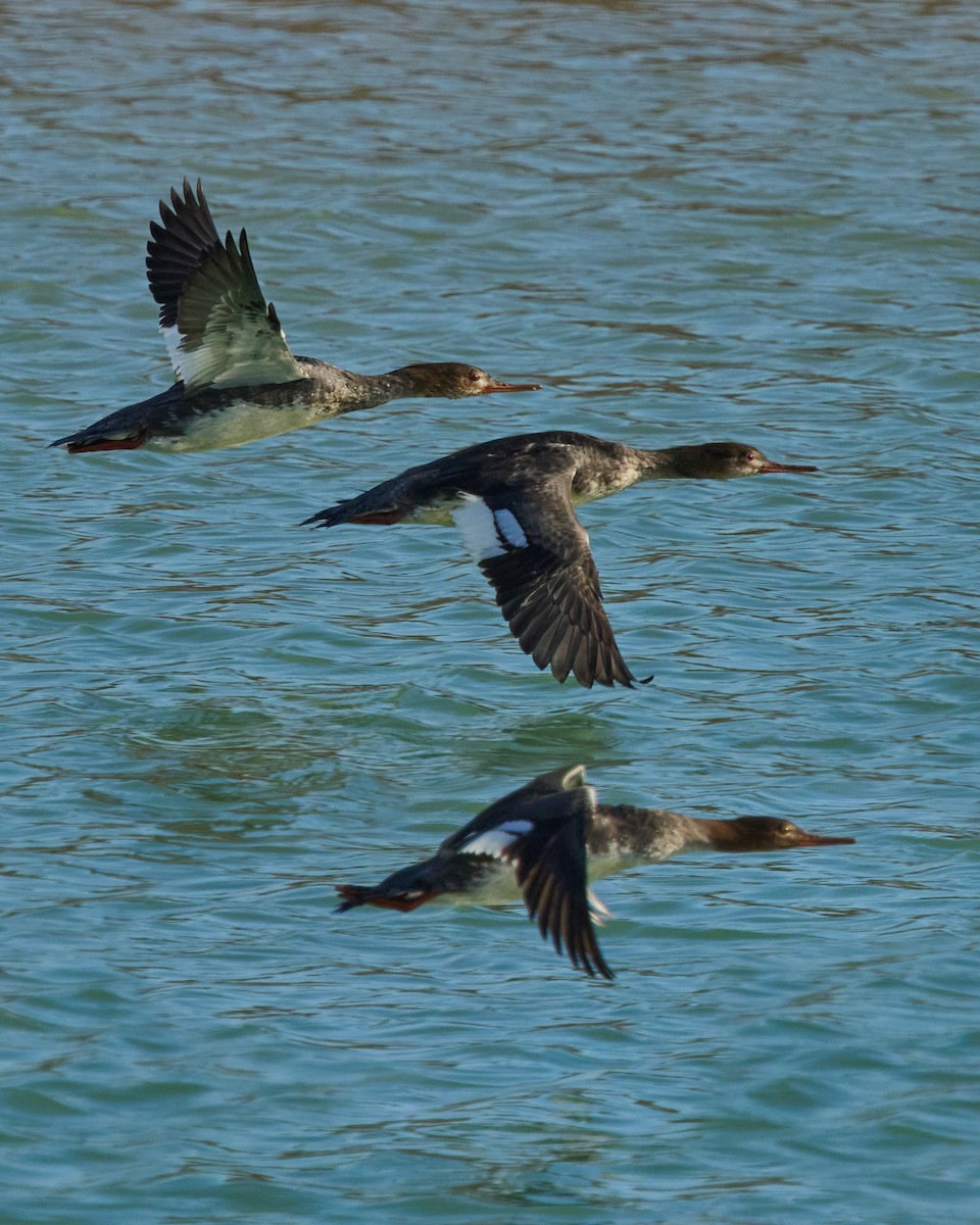 Serreta Mediana - ML646760242