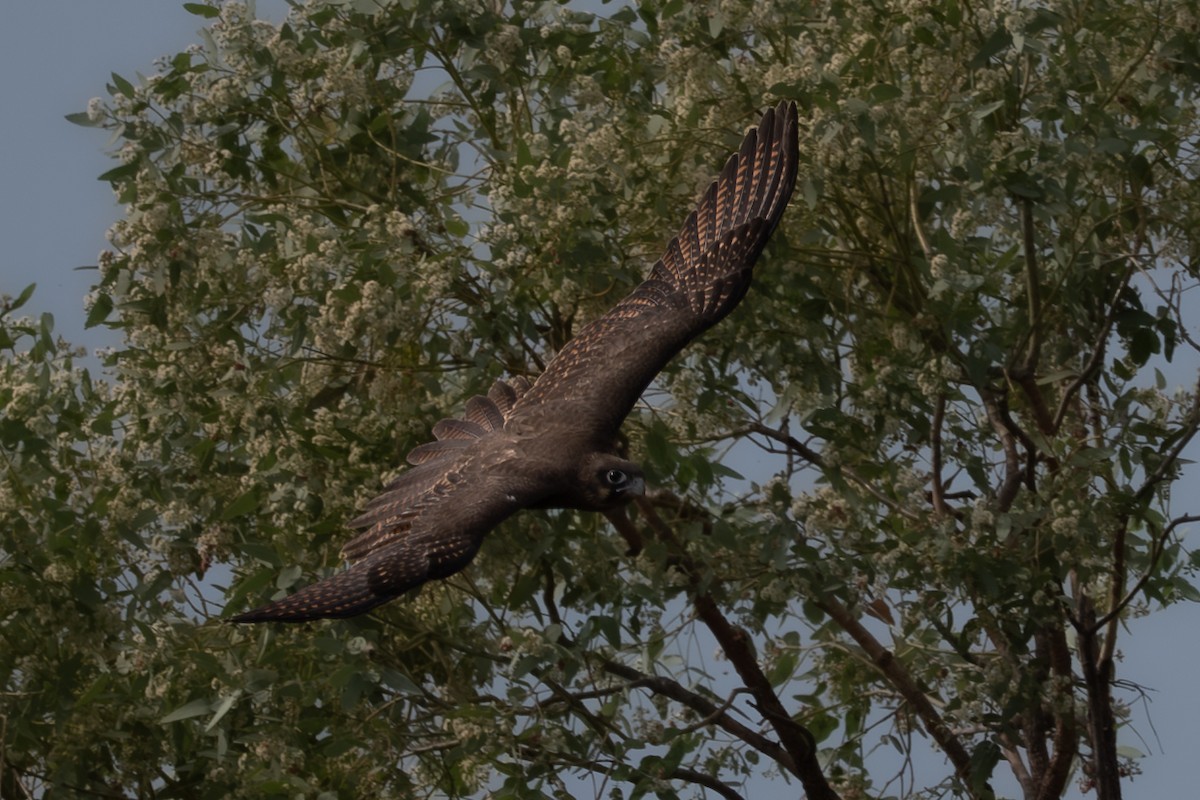 チャイロハヤブサ - ML646760243