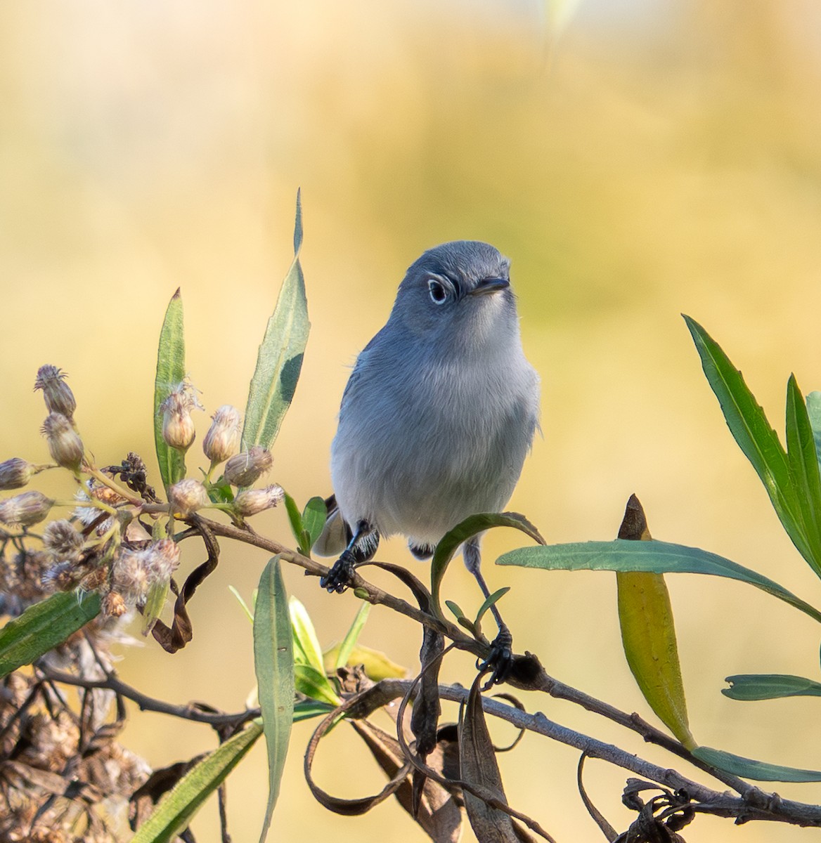 Комароловка сиза - ML646760245